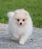 Pomeriaan pup raszuiver, Dieren en Toebehoren, Honden | Poolhonden, Keeshonden en Oertypen, België, Keeshond, CDV (hondenziekte)