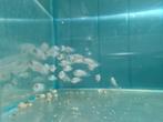 Electric Blue Acara Cichliden, Vis, Zoetwatervis