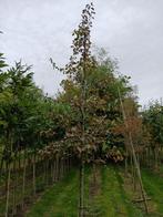 Pyrus communis Bartlett hoogstam, Ophalen, Volle zon, Overige soorten