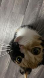 3 kittens met moeder, Dieren en Toebehoren