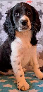Engelse cockerspaniel kruising puppies geheel verzorgd!!!, Dieren en Toebehoren, Nederland, 8 tot 15 weken, CDV (hondenziekte)