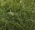 Graskuil kuilgras 2024 of 2025 gehakseld of gesneden, Verzenden