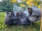 2 Teddydwerg Rammen te koop, Dieren en Toebehoren, Konijnen