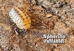 Spherillo raffaelei, Overige soorten