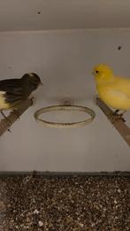Koppel kanarie (fife fancy) 2024, Dieren en Toebehoren, Meerdere dieren, Kleurkanarie