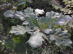 Jonge Eikenboom, Tuin en Terras, Planten | Bomen, Ophalen, Halfschaduw, Overige soorten, 100 tot 250 cm
