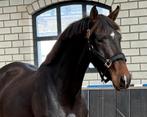 Zeer getalenteerde merrie van my blue hors santiano, Dieren en Toebehoren, Merrie, Met stamboom, Dressuurpaard, 3 tot 6 jaar
