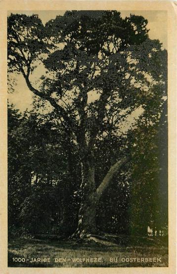 (387-160-027) Oosterbeek 1000 jarige Den beschikbaar voor biedingen
