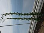 Hedera hibernica 180cm  3/7 ranken.mooi groene planten, Ophalen of Verzenden