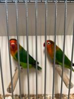 Fischeri’s te koop, Dieren en Toebehoren, Vrouwelijk, Dwergpapegaai of Agapornis, Geringd