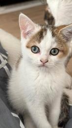 Britse korthaar kittens ter adoptie, Dieren en Toebehoren, Kater