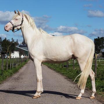 Prachtige 4jarige E-pony te koop!  beschikbaar voor biedingen