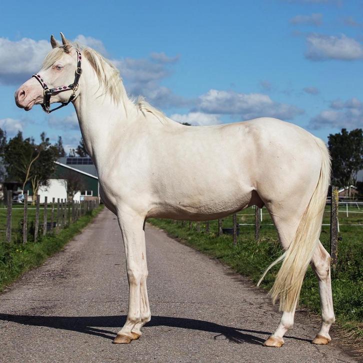 Prachtige 4jarige E-pony te koop!, Dieren en Toebehoren, Pony's, Ruin, Niet van toepassing, E pony (1.48m - 1.57m), 3 tot 6 jaar