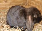 Te koop nhd, Dieren en Toebehoren, Konijnen, Mannelijk, Dwerg