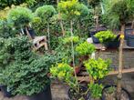 Ilex vormsnoei, Ophalen, Overige soorten