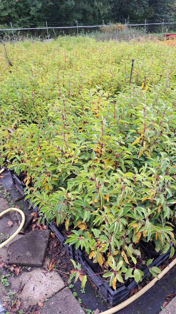 Portugese laurier 60-80cm – BIJNA UITVERKOCHT, Tuin en Terras, Planten | Struiken en Hagen, Laurier, Minder dan 100 cm, Ophalen of Verzenden