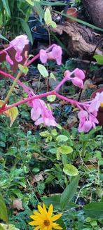 Begonia grandis, Ophalen of Verzenden, Overige soorten, Halfschaduw