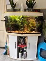 Complete juwel aquarium, Ophalen, Zo goed als nieuw, Gevuld zoetwateraquarium