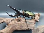 Chalcosoma chiron larven, Dieren en Toebehoren