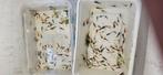 Mix garnalen - Neocaridina davidi op puur kraanwater., Kreeft, Krab of Garnaal