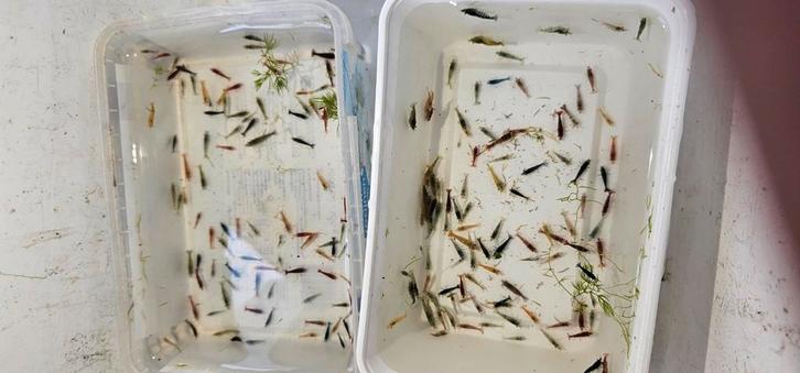 Mix garnalen - Neocaridina davidi op puur kraanwater., Dieren en Toebehoren, Vissen | Aquariumvissen, Kreeft, Krab of Garnaal