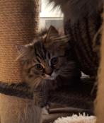 Raszuivere britse langhaar kitten poes, Dieren en Toebehoren, Poes, Ontwormd, 0 tot 2 jaar