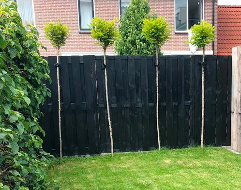 4 stuks bol acacias, Tuin en Terras, Planten | Bomen, Volle zon, Ophalen of Verzenden