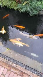 Koi's en toebehoren te koop, Karper of Koi