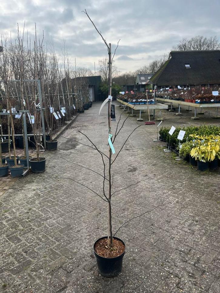 Judasboom 'Forest Pansy' in pot, Tuin en Terras, Planten | Bomen, Overige soorten, 100 tot 250 cm, Volle zon, Lente, In pot, Ophalen