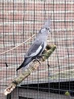 Valkparkiet, Dieren en Toebehoren, Vrouwelijk, Parkiet, Geringd