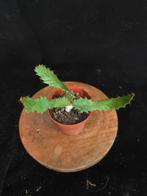 Euphorbia cremersii, Huis en Inrichting, Kamerplanten, Ophalen of Verzenden, Overige soorten, Minder dan 100 cm