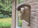 Mooie Moeflon Schedel van NP de Hoge Veluwe Jacht d16, Verzamelen, Dierenverzamelingen, Ophalen, Wild dier, Schedel
