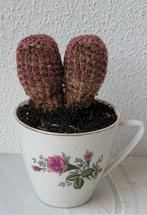 Echinocereus Pectinatus Rubispinus., Ophalen of Verzenden, Cactus, Minder dan 100 cm