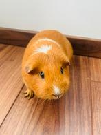 Schattig cavia bijna 1 jaar oud, Dieren en Toebehoren, Knaagdieren, Cavia, April, Mannelijk, Tam