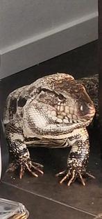 Tegu volwassen., Schildpad