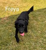 Freya is ter adoptie!, Rabiës (hondsdolheid), Handelaar, 1 tot 2 jaar, Buitenland