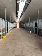 Pensionstal ‘t Heike te Gastel, Dieren en Toebehoren, Stalling en Weidegang, Weidegang, 1 paard of pony