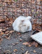 2 Prachtige angora konijnen, Meerdere dieren