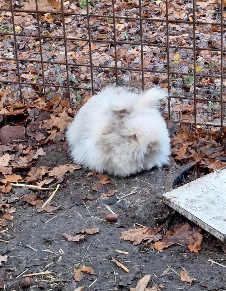 2 Prachtige angora konijnen, Dieren en Toebehoren, Konijnen, Meerdere dieren