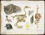 Bijplaat: Vogels in den winter, Antiek en Kunst, Ophalen, Natuur en Biologie