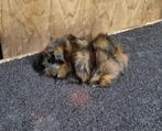 Cavia borstelhaar brindle van showfokker, Cavia, Mannelijk, Juli, Tam