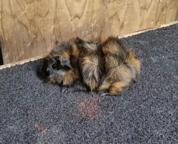 Cavia borstelhaar brindle van showfokker  beschikbaar voor biedingen