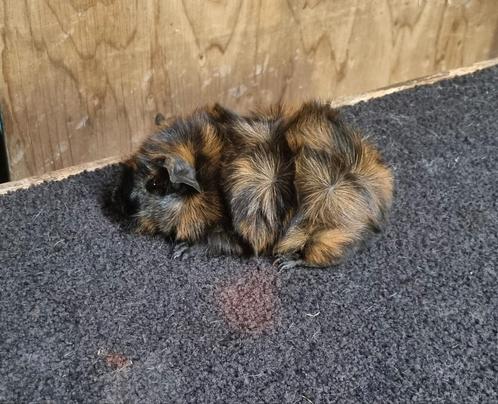 Cavia borstelhaar brindle van showfokker, Dieren en Toebehoren, Knaagdieren, Mannelijk, Cavia, Juli, Tam