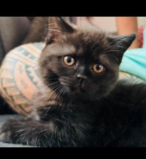 Vrouwtje chocolat  kitten brits/britse korthaar, Dieren en Toebehoren, Katten en Kittens | Raskatten | Korthaar, Poes, 0 tot 2 jaar