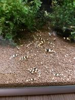 Tekoop crystal black garnalen, Dieren en Toebehoren, Vissen | Aquariumvissen, Kreeft, Krab of Garnaal