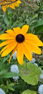 Ruige Rudbeckia, Ophalen of Verzenden, Volle zon
