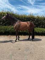 Super leuke allround ruin te koop, Dieren en Toebehoren, Springpaard, Gechipt, Ruin, 3 tot 6 jaar