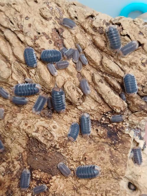 Cubaris sp pak chong, Dieren en Toebehoren, Insecten en Spinnen, Overige soorten
