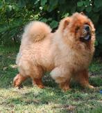 Chow Chow puppies FCI, Dieren en Toebehoren, Particulier, Rabiës (hondsdolheid), 15 weken tot 1 jaar, Overige rassen