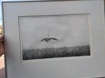 Hester de Beus - tekening Vogel, Ophalen of Verzenden